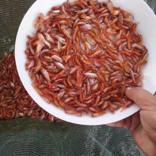 化州市红罗非鱼苗丨彩虹鲷纹红罗非鱼苗丨基地直供一手货源