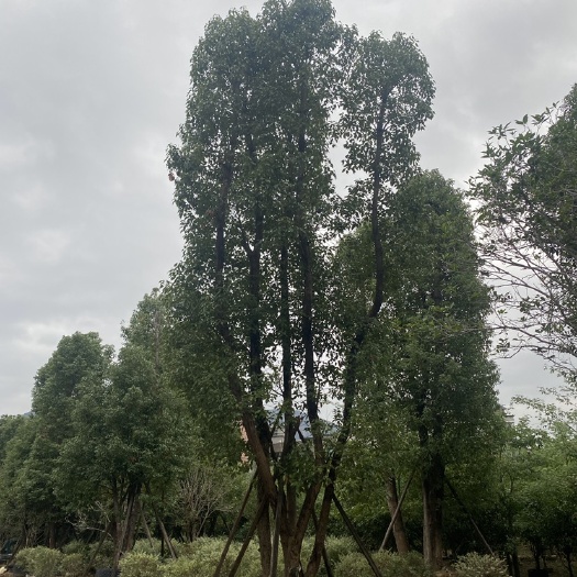 多杆香樟