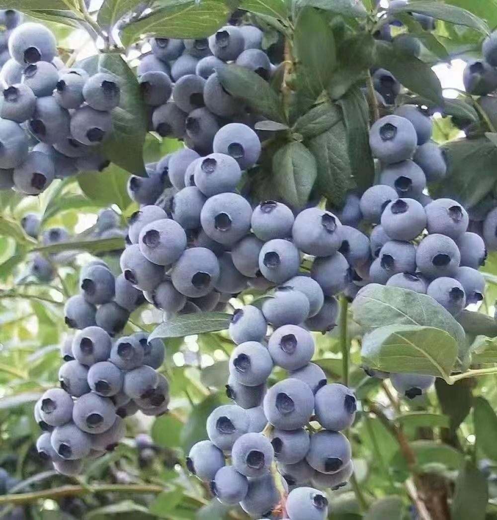 沂水县蓝莓  山东优质瑞卡蓝莓，新鲜上市，产地直销