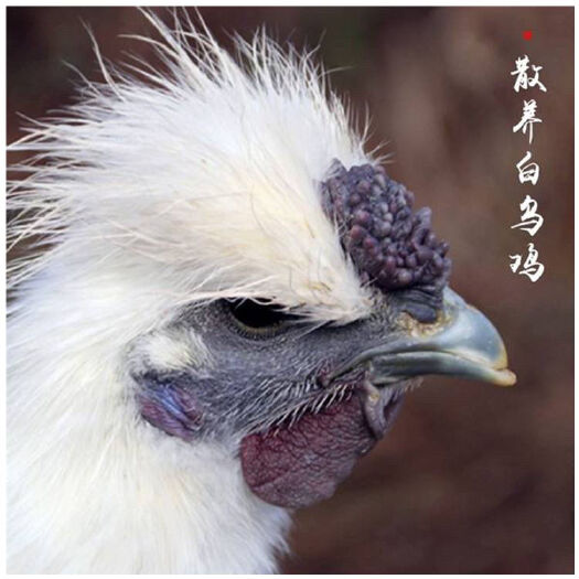 莘县农家散养泰和乌鸡白乌鸡白凤小鸡活体半大鸡脱温乌骨鸡竹丝