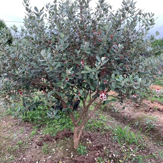 鄱阳县菲油果结果大树 菲油果大树批发