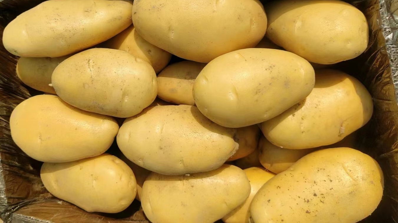 新土豆，正在大量出货中