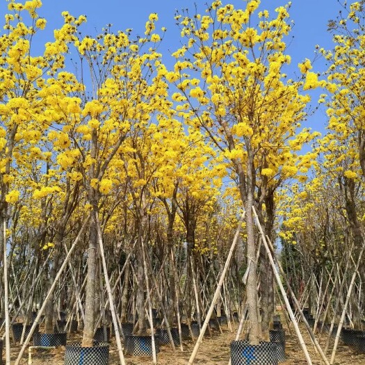 普宁市黄花风铃木