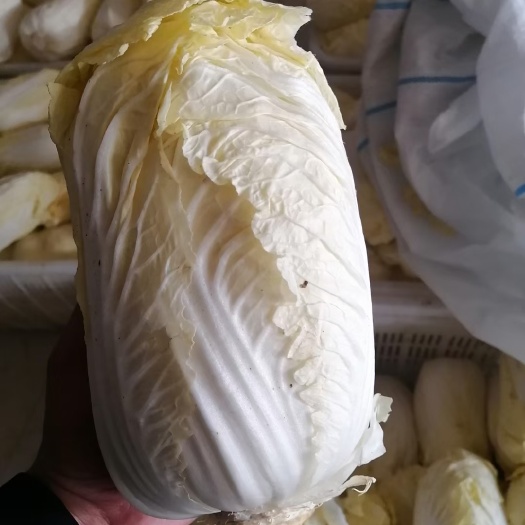 商丘产地直供特推大小娃娃菜
