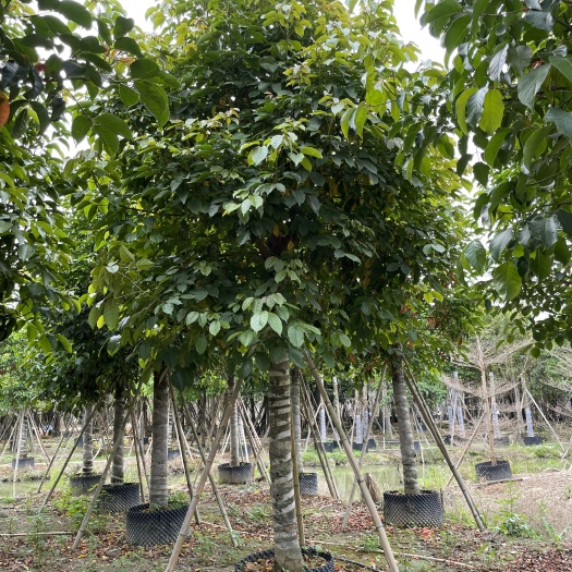 普宁市广东花木秋枫树重阳木苗木供应移植园林假植苗乔木15公分以上