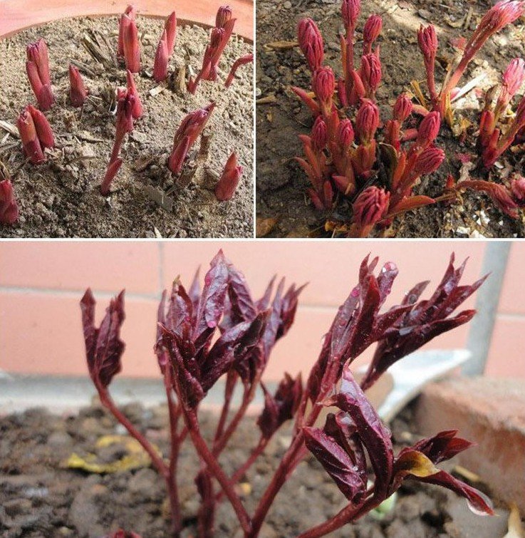 帶芽芍藥根塊芍藥花苗花根多年生花卉庭院盆栽四季種植耐寒植