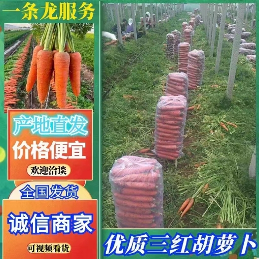 通许县七寸红胡萝卜  带秧胡萝卜   诚信经营  质量保证