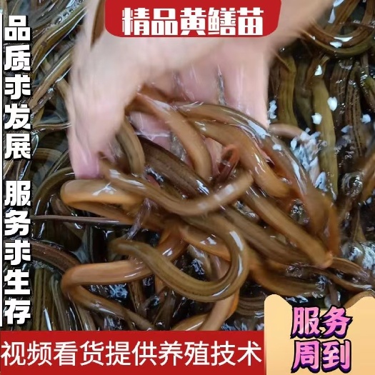 丘北县正大9号黄鳝苗  黄鳝苗，正大九号黄鳝苗