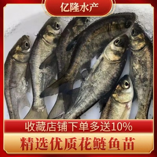广州鱼苗场直销优质 花鲢鱼苗 鳙鱼苗 大头鱼苗 胖头鱼苗 鲢鳙苗