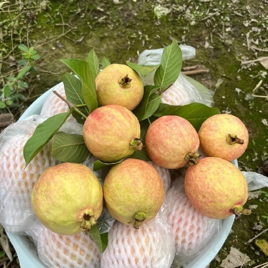 广州胭脂红番石榴芭乐，红心芭乐礼盒装