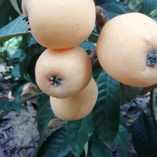 仁寿县白沙枇杷苗