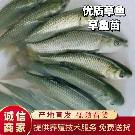 草鱼，成品草鱼，草鱼苗，量大可以免费送货。