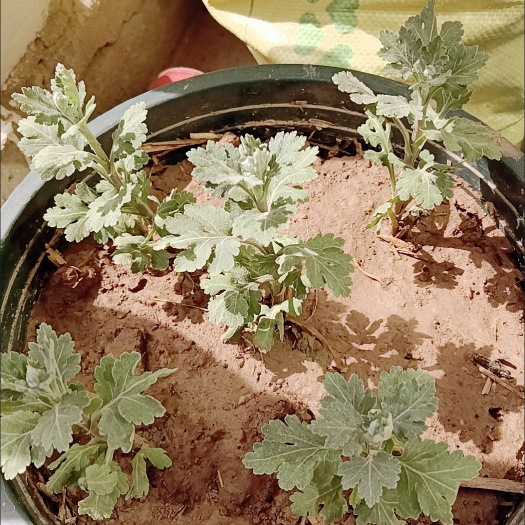 菊花苗两颗包邮
