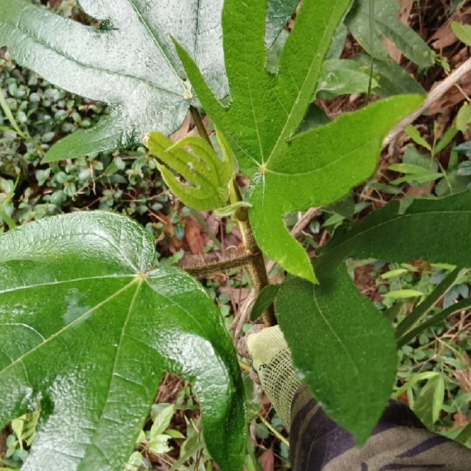 德庆县非种植五指毛桃