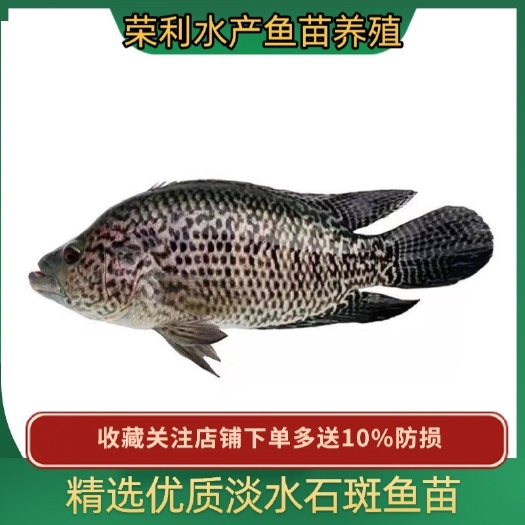广州大量出售淡水石斑鱼苗，价格实惠量大从优，欢迎订购
