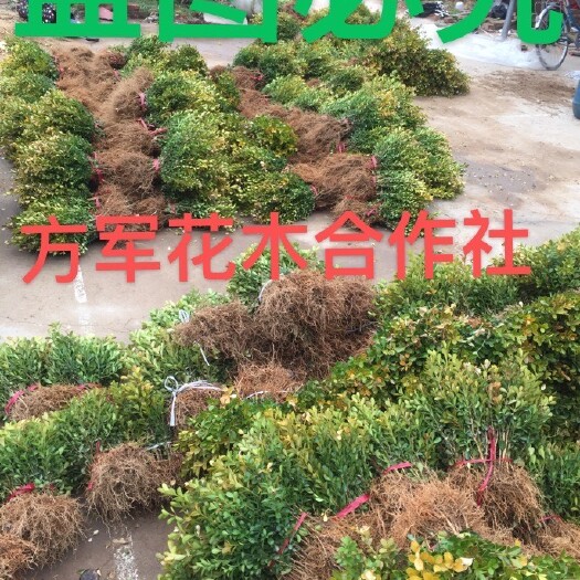 沭阳县黄杨 瓜子黄杨规格齐提供园林设计