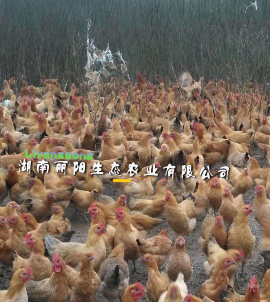 土鸡苗出壳小苗苏禽绿壳多蛋小鸡苗细脚高脚黄羽麻羽蛋鸡苗