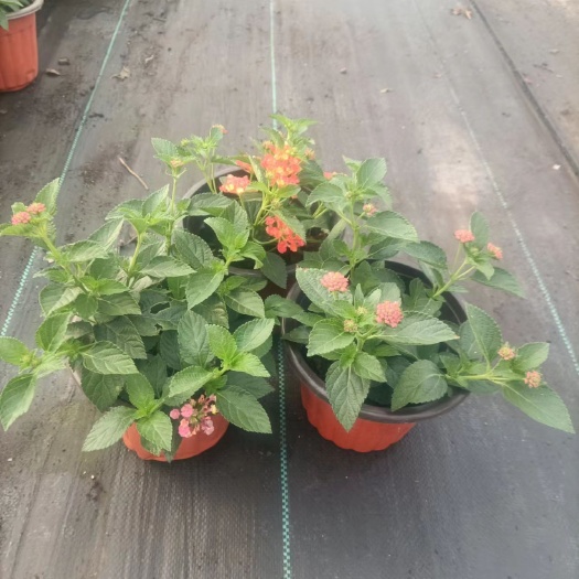 嘉善县五色梅马樱丹草花绿化工程景观园林花镜