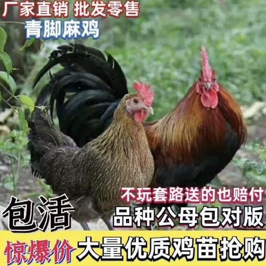 安顺【贵州助农】麻鸡苗，快大青脚麻鸡苗￼厂家热销，货到满意在付款