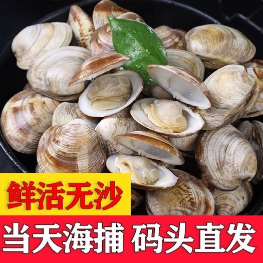 无锡花甲鲜活批发无沙蛤蜊鲜活花甲肉美贝螺丝海螺海鲜贝壳类海鲜水产