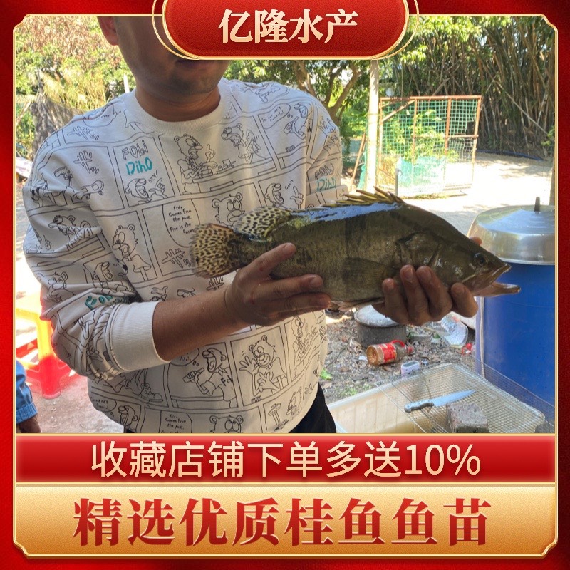 广州桂鱼苗  鳜鱼苗，翘嘴鱼苗，支持空运，客运，快递，送货上门