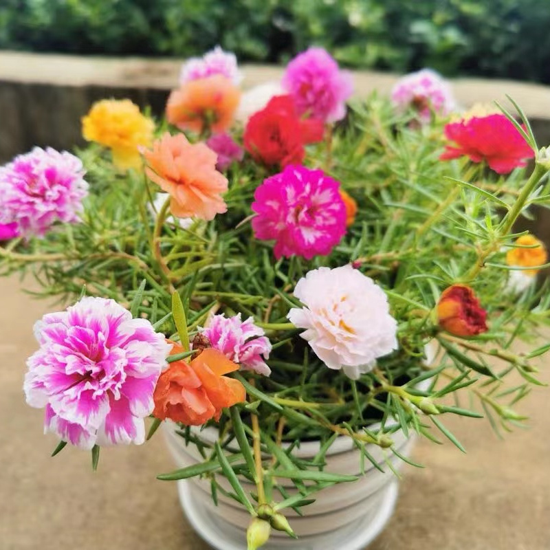 咸阳重瓣宿根太阳花
