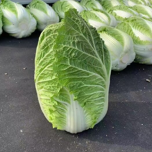 临漳县黄心大白菜上市中