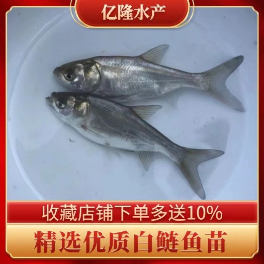 广州鱼苗场直销优质 白鲢鱼苗 苏鱼鱼苗 跳跳鲢鱼苗 扁鱼苗