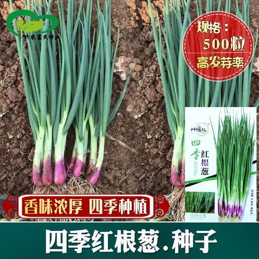 河间市四季红根小香葱种子农田菜园基地易种葱种红根葱四季蔬菜种子