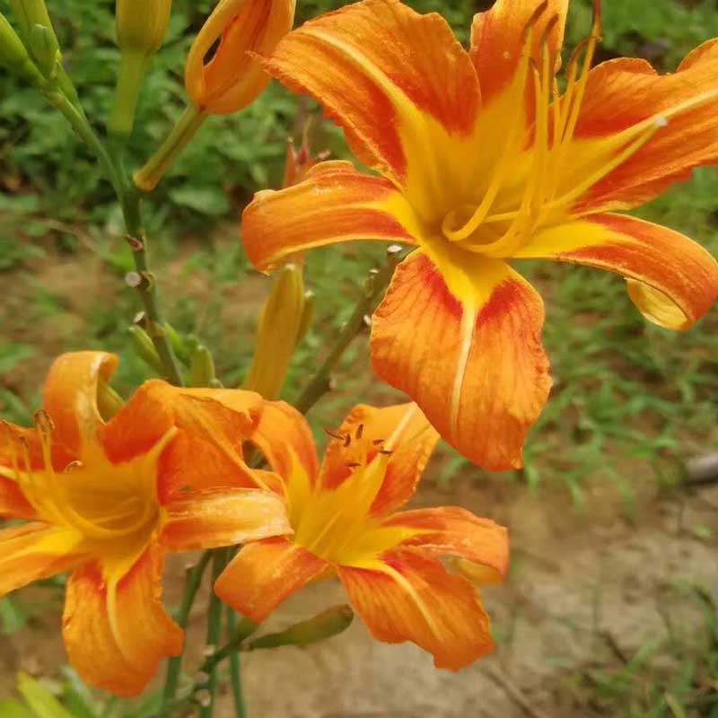 台安县大花萱草，基地自产自销，无中间环节，质量保证，价格优惠。