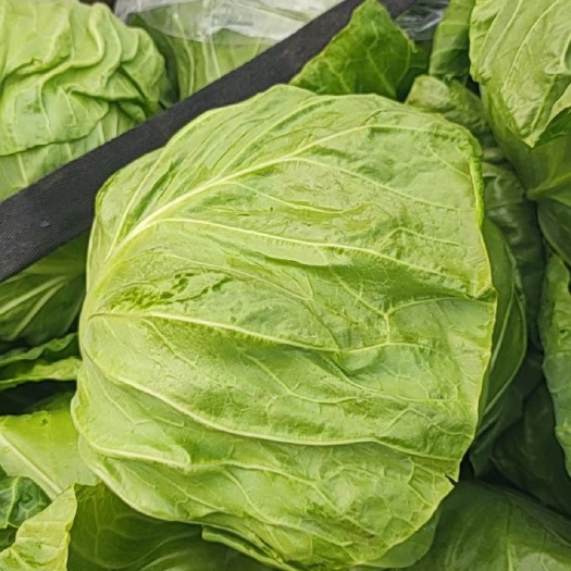 山东聊城新鲜圆包菜 现摘现发 东昌府区直供蔬菜甘蓝类食材