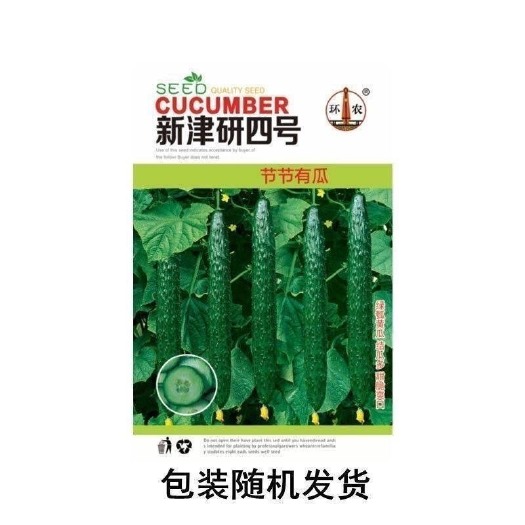 长沙津研四号黄瓜种子绿皮绿瓤甜脆嫩绿黄瓜节节有瓜绿刺黄瓜蔬菜种子