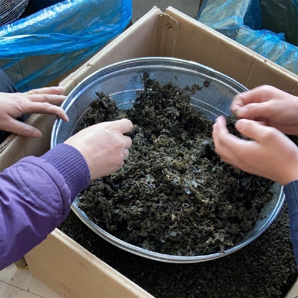 大量批发野生干地皮菜地软地木耳地衣地达菜非免洗地软雷公菜