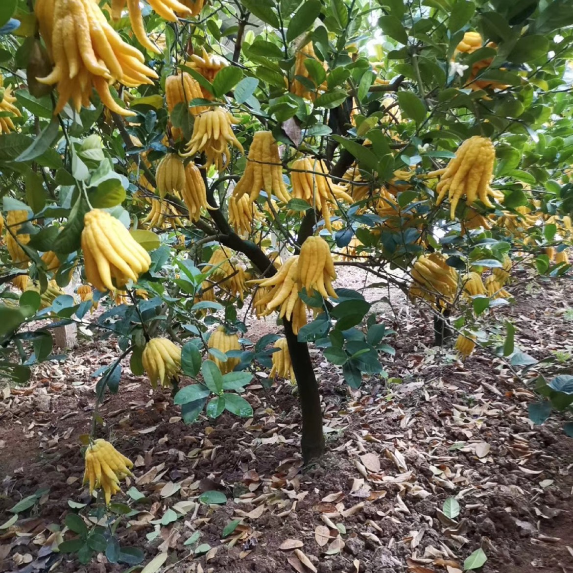 金佛手鲜果，自有基地，质量上乘，价格实惠，欢迎咨询及上门采购