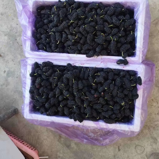 德昌县大凉山新鲜桑椹，纯甜。质量保证，诚信为本