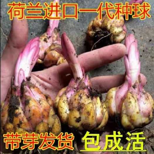 百合种子香水百合花种球带芽大球百合种植四季花卉室内多年生