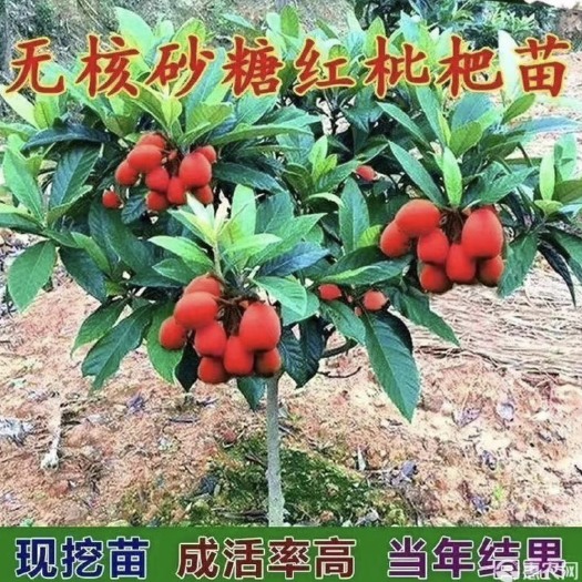 灵山县红肉红枇杷树苗正品￼大果红皮嫁接￼枇杷苗