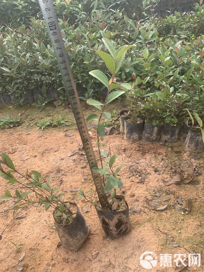 造林复绿苗，木荷荷木