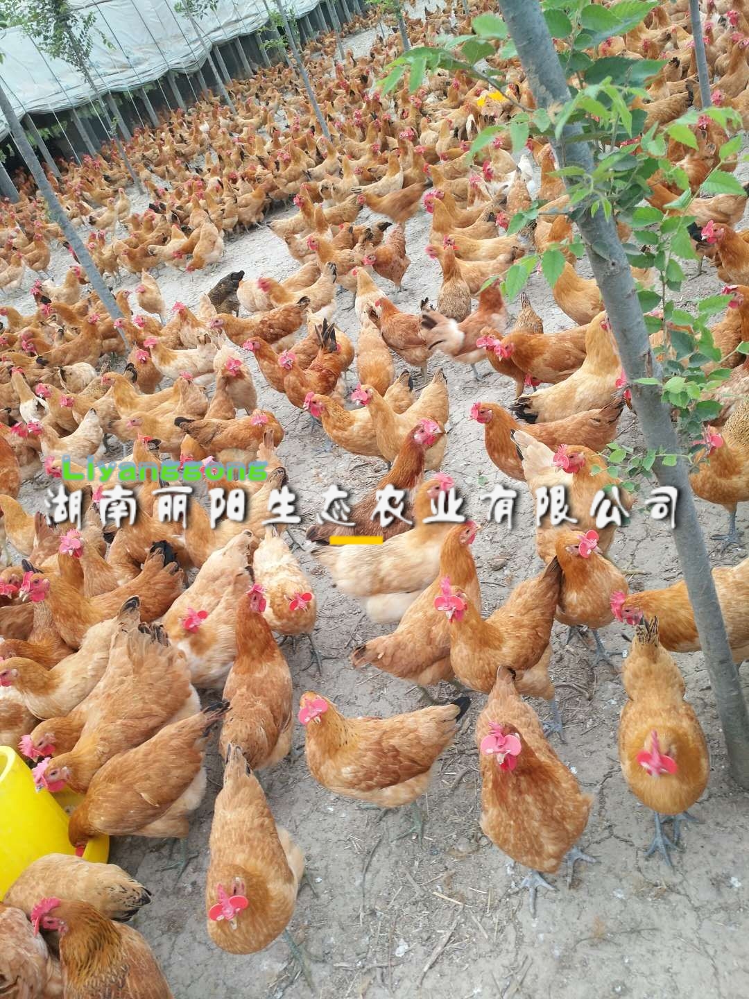 土鸡苗出壳小苗苏禽绿壳多蛋小鸡苗细脚高脚黄羽麻羽蛋鸡苗