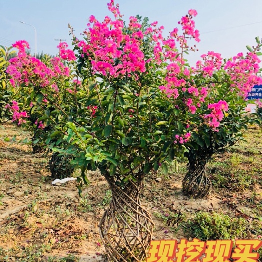 苍溪县红花紫薇  粉红紫薇树、风景树，绿化树大小规格、易种植易成活