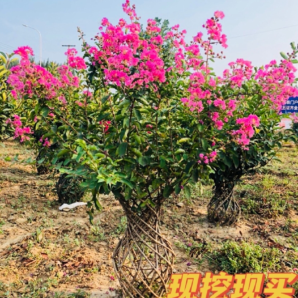 红花紫薇  粉红紫薇树、风景树，绿化树大小规格、易种植易成活