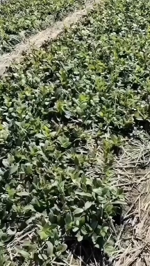 清原县苍术种苗，抗严寒，病害少，产量高，田间管理简单