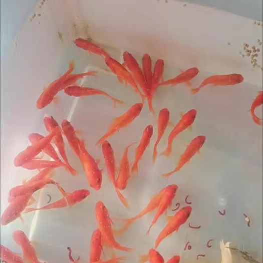 枣庄金鱼苗包邮5条8-10cm
