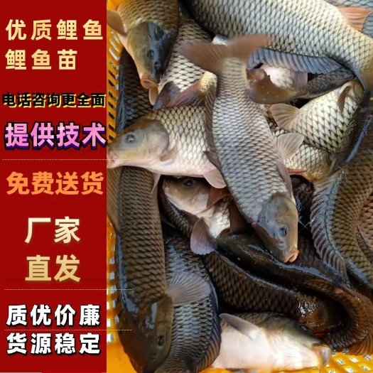 禄丰市鲤鱼苗，成品鲤鱼，提供养殖技术，量大可免费送货。