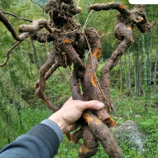 万载县虎杖