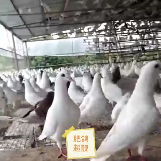 佛山乳鸽6两