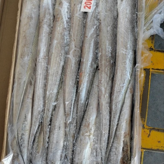 青岛印度B带200/300，4两～6两