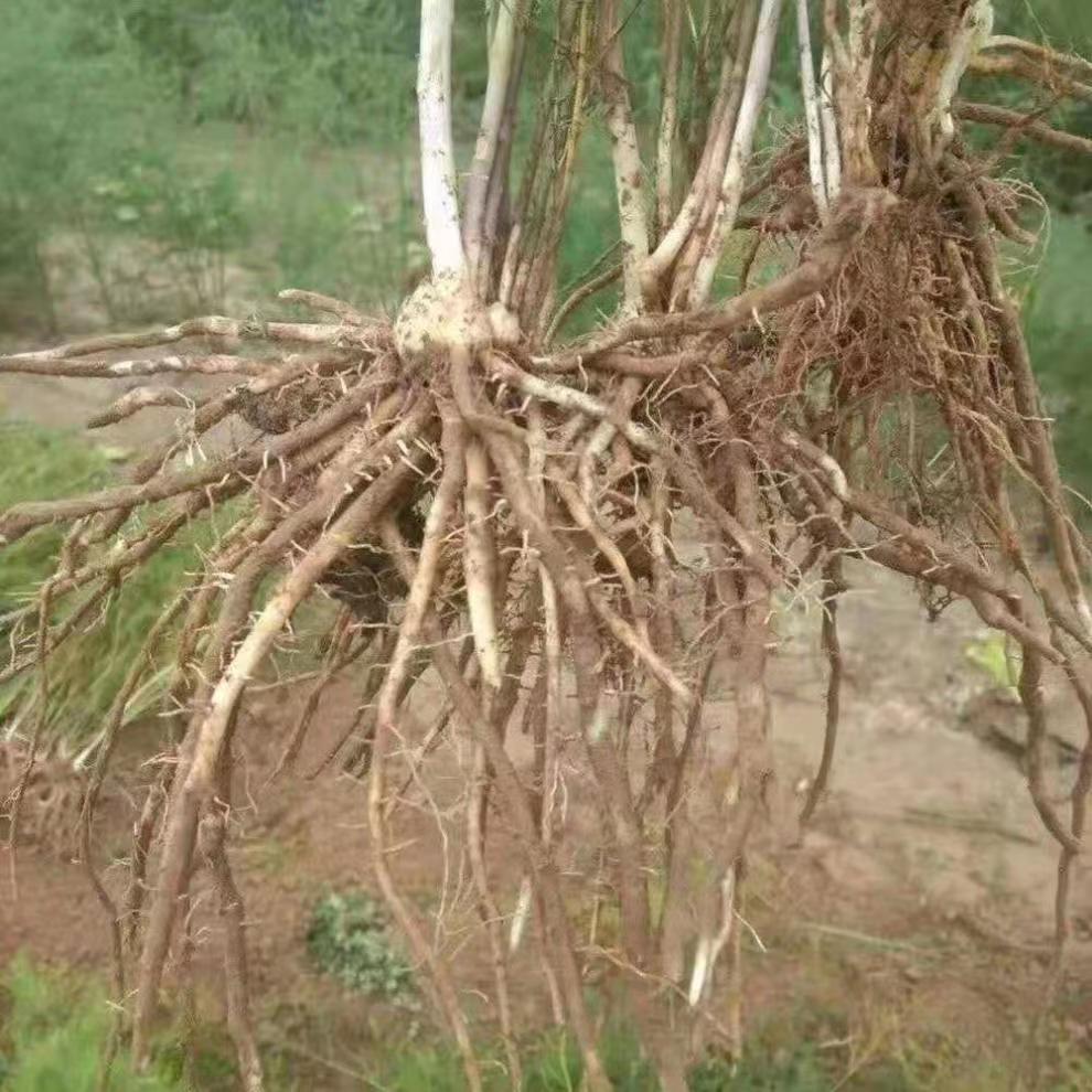 芦笋苗现挖现售抗病性强成活率高丰产稳产