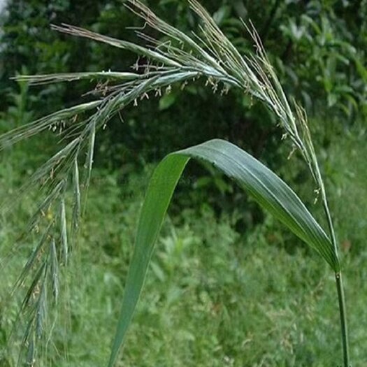 沭阳县披碱草种子 耐寒耐旱耐碱草种抗风沙草种绿化护坡 防止水土流