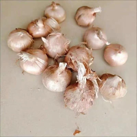 藏红花苗包邮5颗